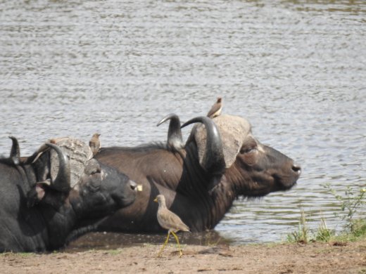 Buffalo at Bergendahl Waterhole