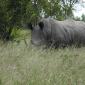 Rhino, 1 of 2