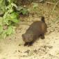 Dwarf Mongoose
