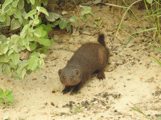 Dwarf Mongoose