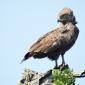 Brown Snake Eagle, Juvenile