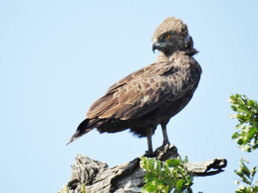 Brown Snake Eagle, Juvenile