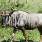 Wildebeest