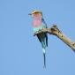  Lilac Breasted Roller