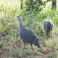 Guinea Fowl