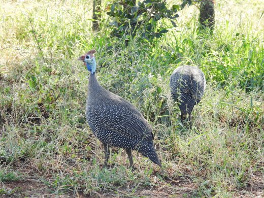 Guinea Fowl