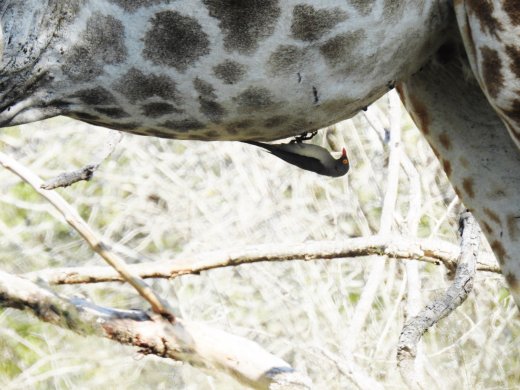 Giraffe groomed by Ox Pecker
