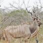 Kudu