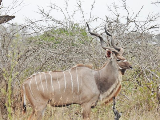 Kudu
