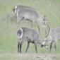Waterbuck