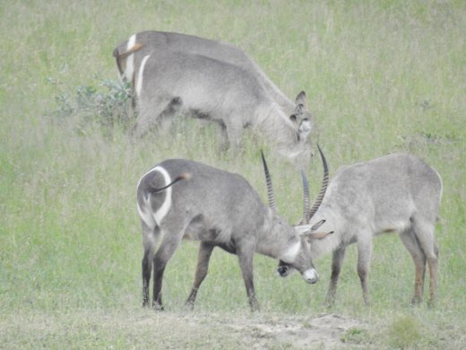Waterbuck