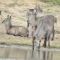 Waterbuck