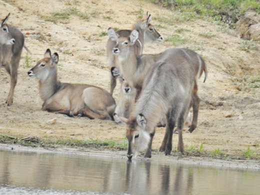 Waterbuck