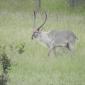 Waterbuck