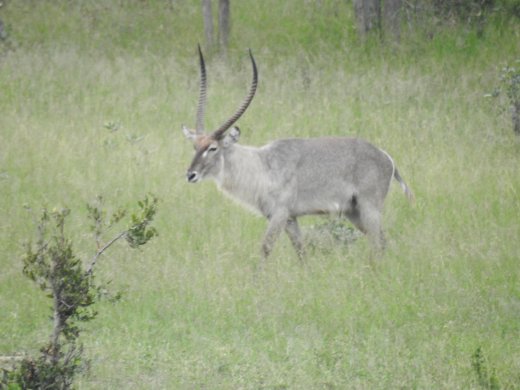 Waterbuck