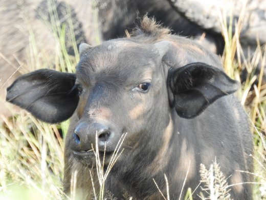 Buffalo Calf with Horns