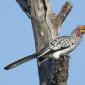 Yellow-billed Hornbill