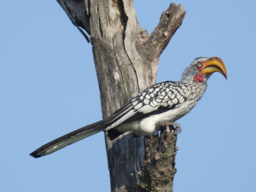 Yellow-billed Hornbill