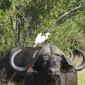 Buffalo and an Egret