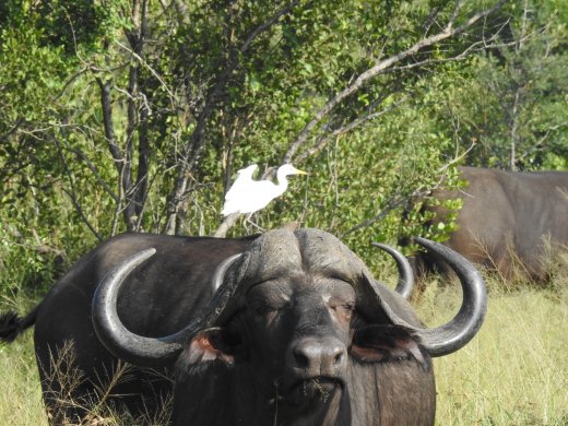 Buffalo and an Egret