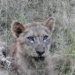 Lion Cub