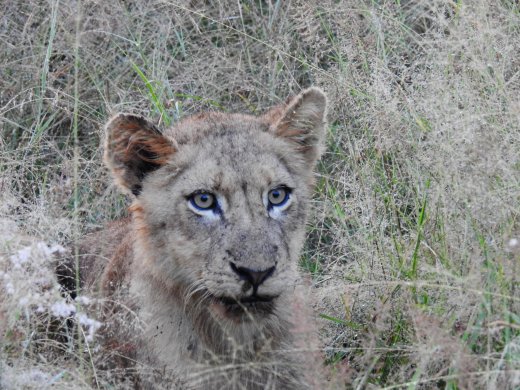 Lion Cub