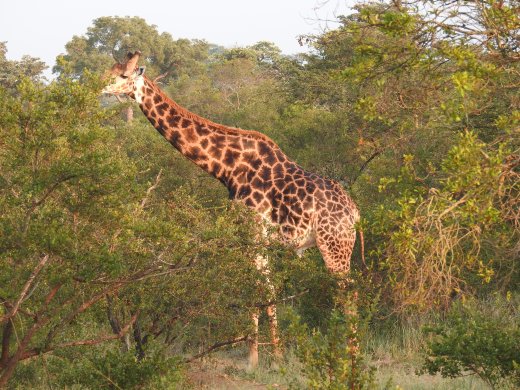 Giraffe