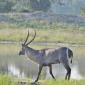 Waterbuck