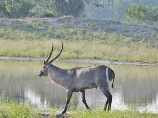 Waterbuck