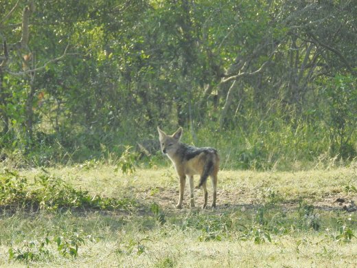 Black-backed Jackal