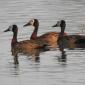 Whistling Ducks