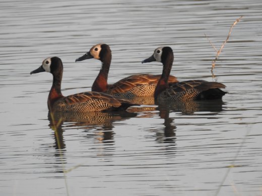 Whistling Ducks
