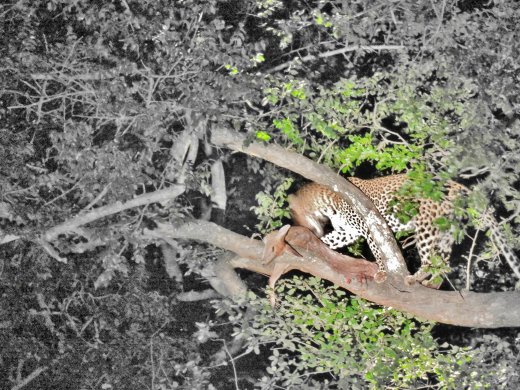 Female Leopard with Duiker