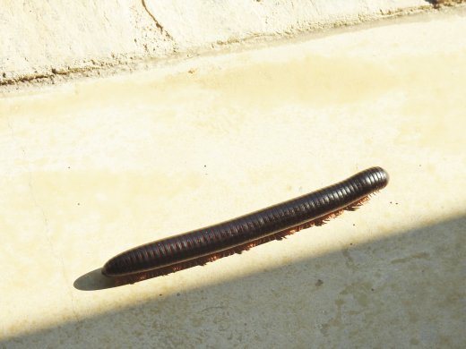  Millipede