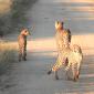 Cheetah with Two Cubs