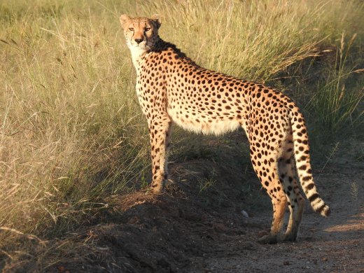 Female Cheetah