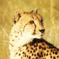 Female Cheetah