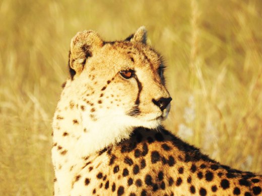 Female Cheetah