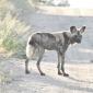 Wild Dog
