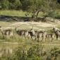 Waterbuck