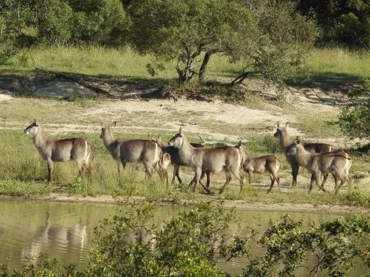 Waterbuck