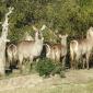  Waterbuck