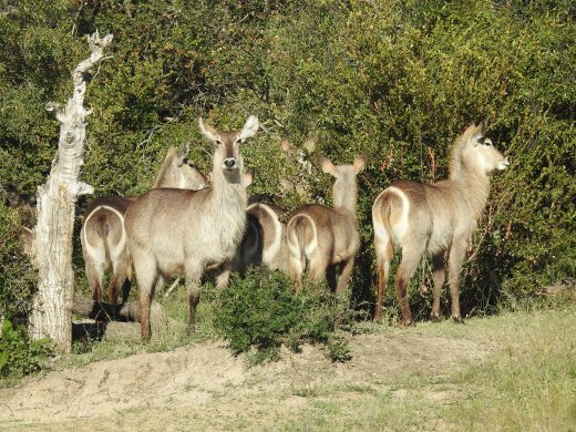  Waterbuck