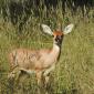 Steenbok