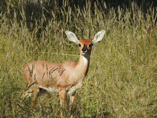 Steenbok