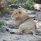 Lion Pride