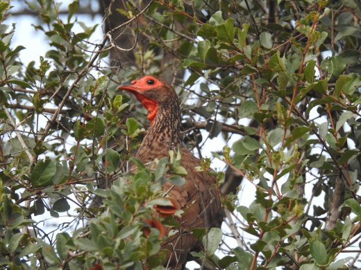 Spurfowl in Tree