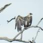 White-backed Vulture