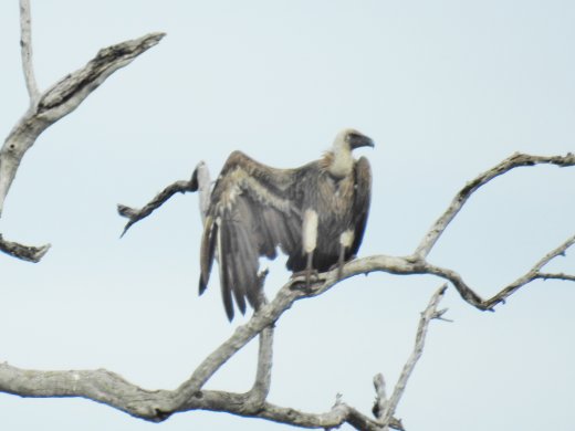 White-backed Vulture