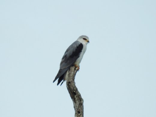 Pale Chanting Goshawk